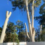 Кому мешали деревья Агудзеры?